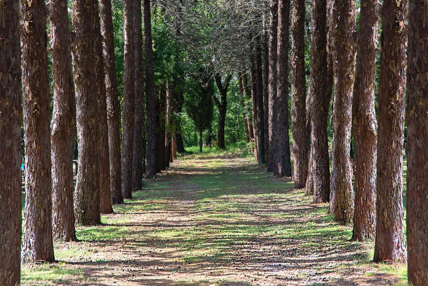 Agriturismo Villa Alari Cetona Luaran gambar